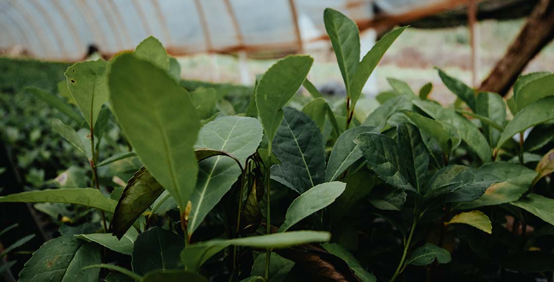 Yerba mate - Ilex paraguariensis - Thé du Paraguay - Arbuste