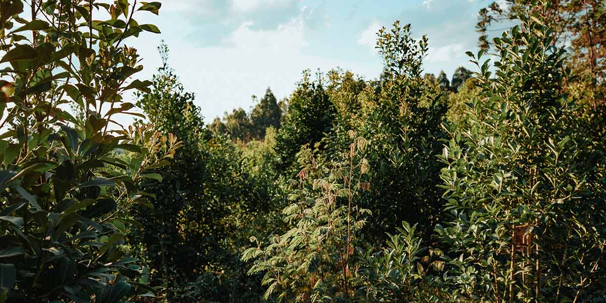 plantation maté Amérique du sud 